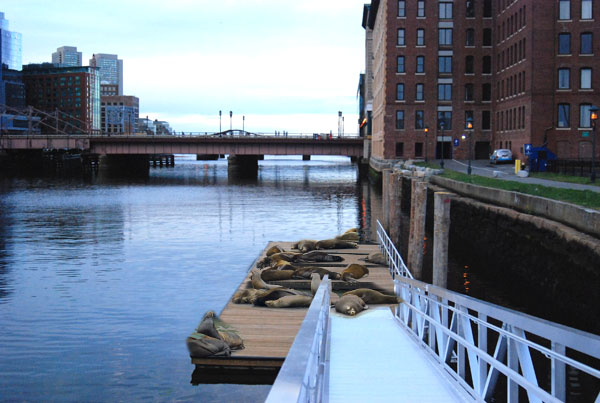 Harbor seals on Fort Point Pier, Boston