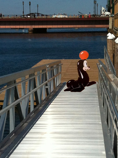 Seal on Fort Point Pier, photo by Laura Davidson