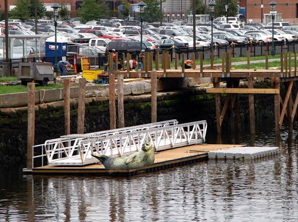 Seal on Fort Point Pier, photo by Bob Souther
